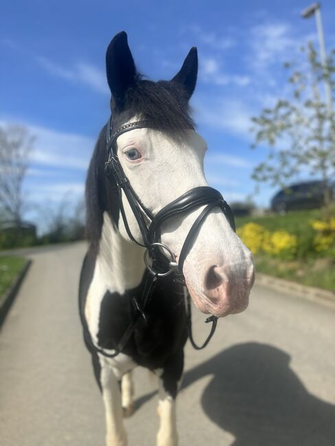 Scheckstute mit Himmelblauen Augen, Cindy , Horses For Sale, Forchheim , Image 2