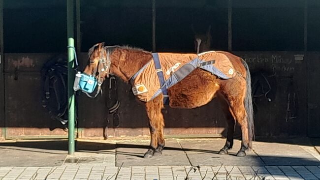 GEKLAUTE BEMER DECKE GEKLAUT, Bemer Therapiedecke, Susanne Pourroy , Horse Blankets, Sheets & Coolers, Finning