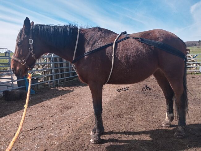 Gesundes Pferd - feines Reiten, Sabine (daspferdmobil), Reitunterricht, Henau
