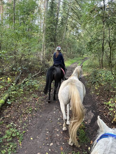 Talentierte Prämien Araberstute 1,56 aus 2020 als Zucht oder Reitpferd, Veronika Suerig, Horses For Sale, Wietze