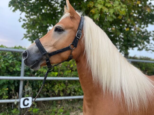 Talentierte Haflinger Stute, Simone Heck, Horses For Sale, Taufkirchen - Vils