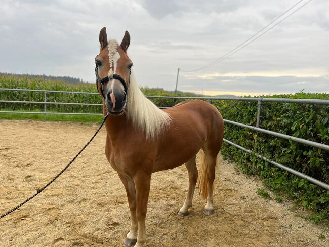 Talentierte Haflinger Stute, Simone Heck, Horses For Sale, Taufkirchen - Vils, Image 5