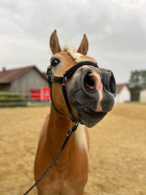 Talentierte Haflinger Stute, Simone Heck, Horses For Sale, Taufkirchen - Vils, Image 3