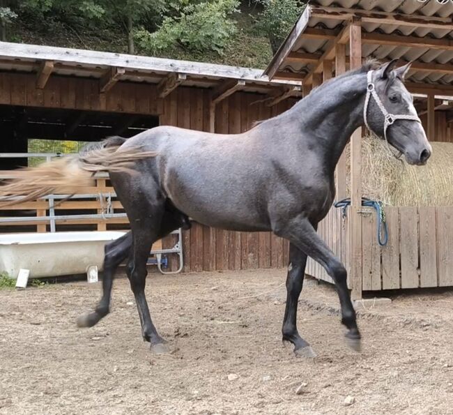 Begabte Jungpferde, P.a., Horses For Sale, Bruck an der Mur , Image 2