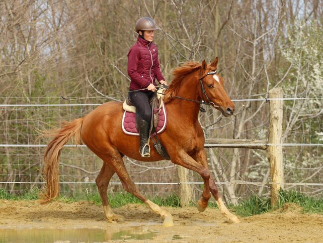 Talentierter Kisberi-Wallach mit vielversprechender Zukunft, Carina, Horses For Sale, Per