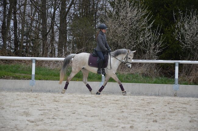 Talentierte Ponystute, Lisa Mohapp, Horses For Sale, Reinberg-Heidenreichstein