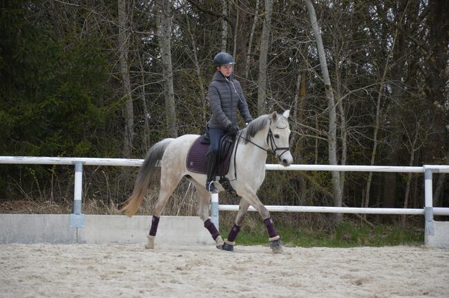 Talentierte Ponystute, Lisa Mohapp, Horses For Sale, Reinberg-Heidenreichstein, Image 3