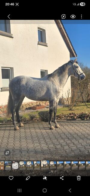 Talentierte Pre-Stute, Thomas Herbrich-Gebauer , Horses For Sale, Auma-weidatal