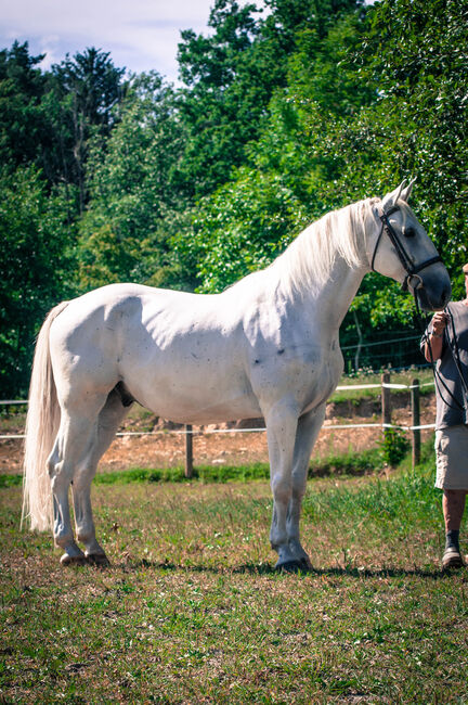 Gefahrenen bildhübschen Schimmelwallach, Pauline Erös, Horses For Sale, Gleisdorf, Image 4