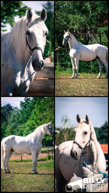 Gefahrenen bildhübschen Schimmelwallach, Pauline Erös, Horses For Sale, Gleisdorf, Image 6