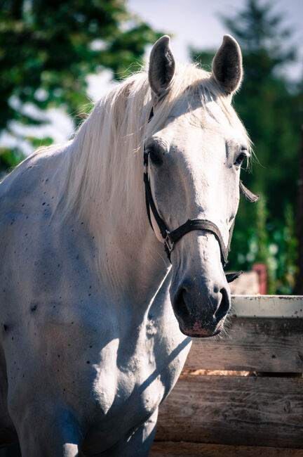 Gefahrenen bildhübschen Schimmelwallach, Pauline Erös, Horses For Sale, Gleisdorf