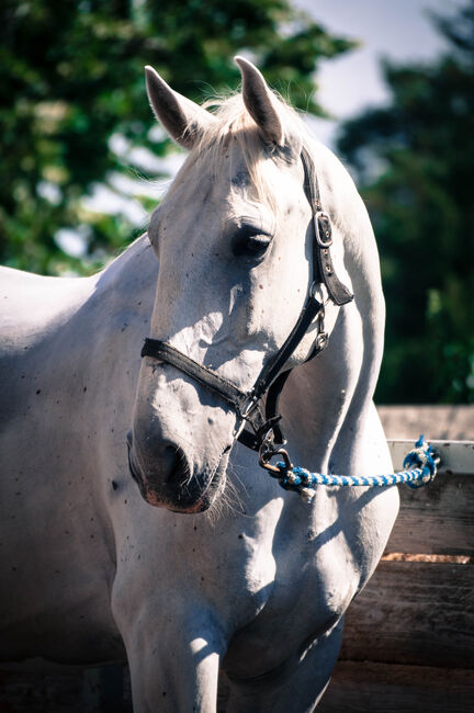 Gefahrenen bildhübschen Schimmelwallach, Pauline Erös, Horses For Sale, Gleisdorf, Image 3