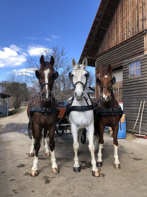 Gefahrenen wunderschönen KWPN Wallach, Pauline Erös, Horses For Sale, Gleisdorf, Image 4