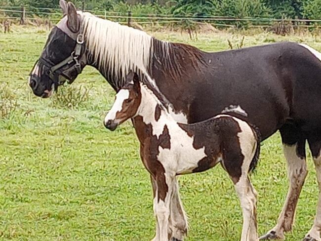 Paint-Horse Hengst Black Overo, Markus Bolz , Horses For Sale, Windeck, Image 3