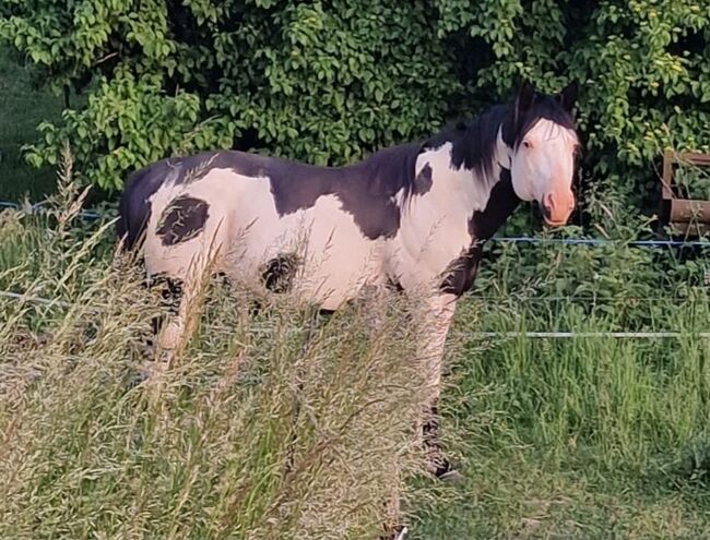 Paint-Horse Hengst Black Overo, Markus Bolz , Horses For Sale, Windeck, Image 10