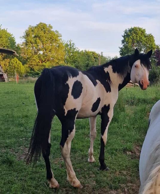 Paint-Horse Hengst Black Overo, Markus Bolz , Horses For Sale, Windeck