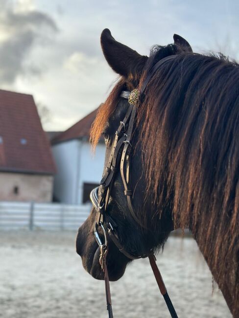 Feinfühliger, sehr sozialer Andalusier Wallach, Kerstin Rehbehn (Pferdemarketing Ost), Horses For Sale, Nienburg, Image 6