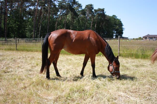 Tolles Allroundprospect, Kerstin Rehbehn (Pferdemarketing Ost), Horses For Sale, Nienburg, Image 2