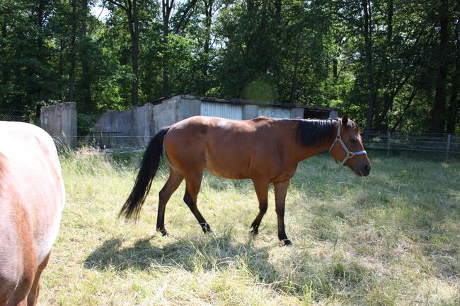 Tolles Allroundprospect, Kerstin Rehbehn (Pferdemarketing Ost), Horses For Sale, Nienburg, Image 3