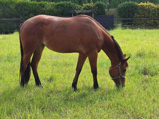 Tolles Allroundprospect, Kerstin Rehbehn (Pferdemarketing Ost), Horses For Sale, Nienburg