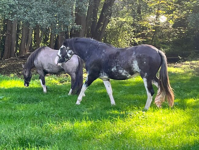 toll gezeichnete Criollo Stute, Kerstin Rehbehn (Pferdemarketing Ost), Horses For Sale, Nienburg, Image 7