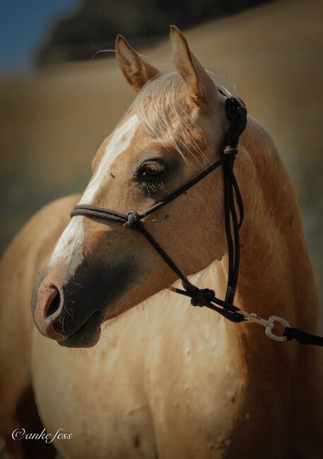 tolles Nachwuchspferd für Turnier und Freizeit, Kerstin Rehbehn (Pferdemarketing Ost), Horses For Sale, Nienburg, Image 2