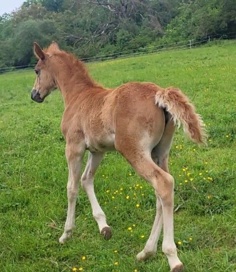 Tolles Stutfohlen, Kegel, Horses For Sale, Jena, Image 2