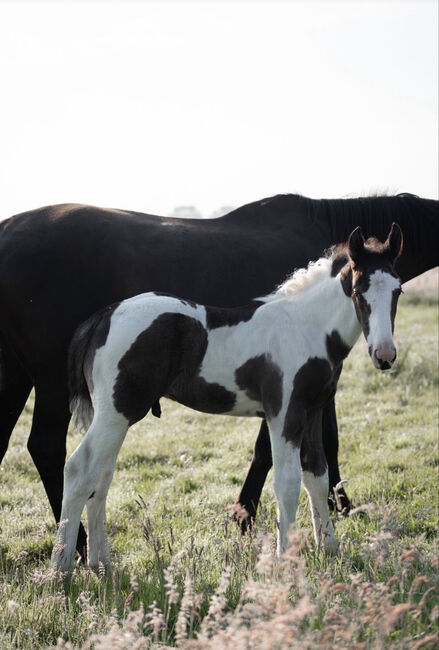 Tolles OS Hengstfohlen in einprägsamer Färbung Rappschecke Fohlen, Lisa, Horses For Sale, Brake, Image 7