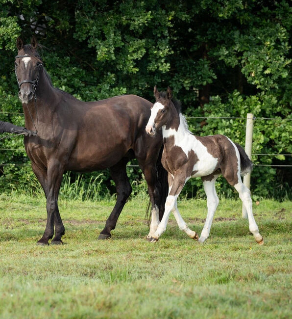 Tolles OS Hengstfohlen in einprägsamer Färbung Rappschecke Fohlen, Lisa, Horses For Sale, Brake, Image 9