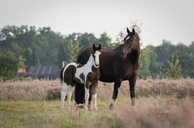 Tolles OS Hengstfohlen in einprägsamer Färbung Rappschecke Fohlen, Lisa, Horses For Sale, Brake, Image 5