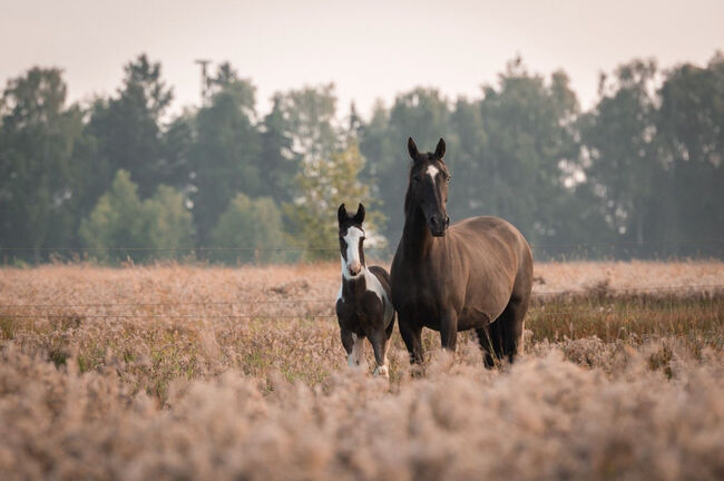 Tolles OS Hengstfohlen in einprägsamer Färbung Rappschecke Fohlen, Lisa, Horses For Sale, Brake, Image 6