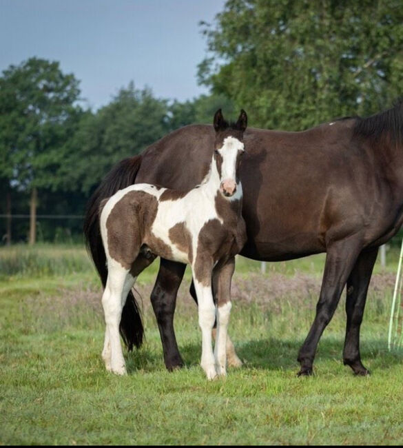 Tolles OS Hengstfohlen in einprägsamer Färbung Rappschecke Fohlen, Lisa, Horses For Sale, Brake, Image 15