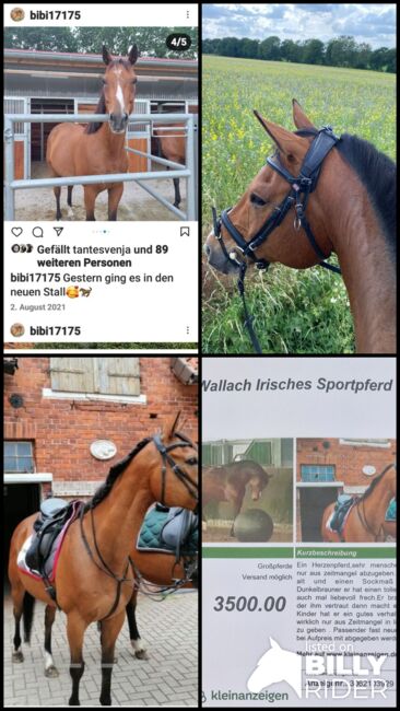 Tolles Reitpferd Wallach nur aus zeitlichen Gründen abzugeben, Markus , Horses For Sale, Wedemak, Image 6