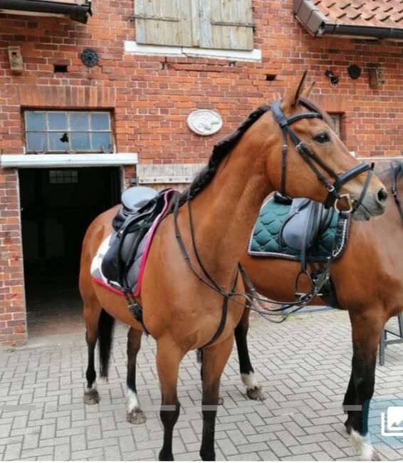 Tolles Reitpferd Wallach nur aus zeitlichen Gründen abzugeben, Markus , Horses For Sale, Wedemak, Image 2