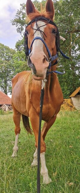 Tolles Freizeitpferd sucht neuen Wirkungskreis, Katja, Horses For Sale, Heringen (Werra)