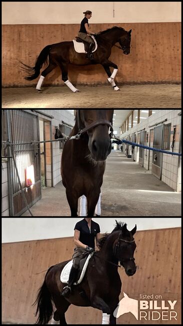 Toller 11 jähriger Dressurwallach, Caro L., Horses For Sale, Wietzendorf, Image 4