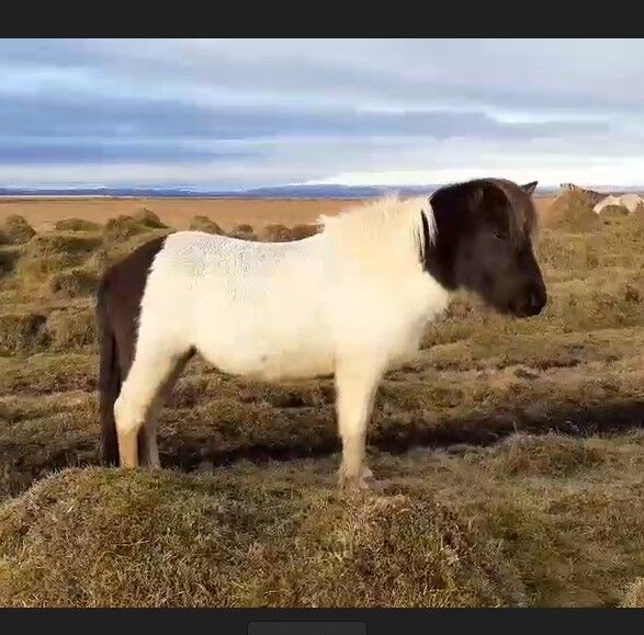 Tolle 4-Gängerin zum Selbstausbilden, Islandpferde-aus-Island, Horses For Sale, Südisland