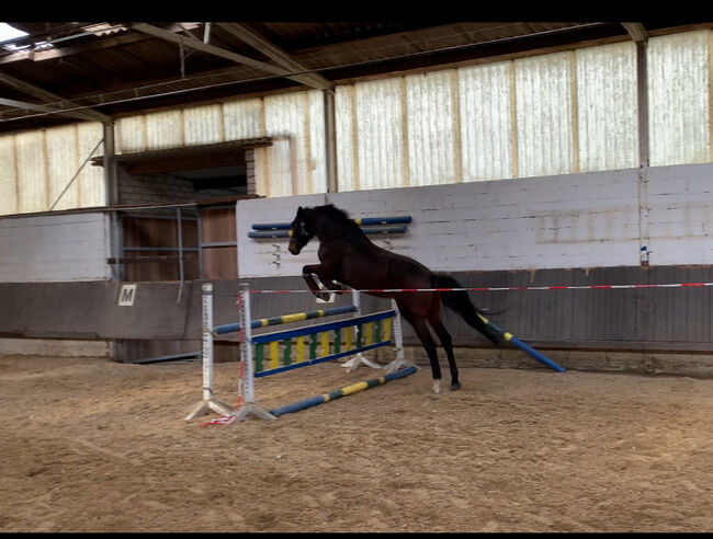 Tolle 6 jährige Allrounder Stute, Jenny, Horses For Sale, Euskirchen 