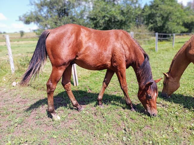 Toller Allrounder für Turnier und Freizeit abzugeben, Kerstin Rehbehn (Pferdemarketing Ost), Horses For Sale, Nienburg, Image 2