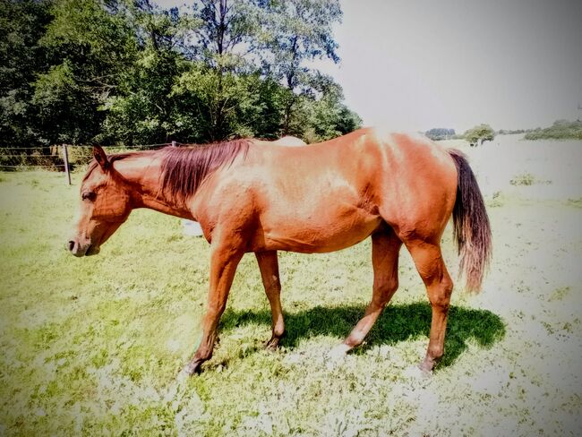 Toller Allrounder für Turnier und Freizeit abzugeben, Kerstin Rehbehn (Pferdemarketing Ost), Horses For Sale, Nienburg, Image 9