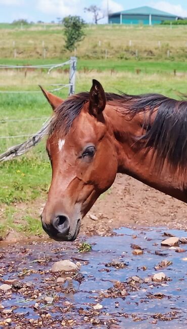 Toller Allrounder für Turnier und Freizeit abzugeben, Kerstin Rehbehn (Pferdemarketing Ost), Horses For Sale, Nienburg, Image 10