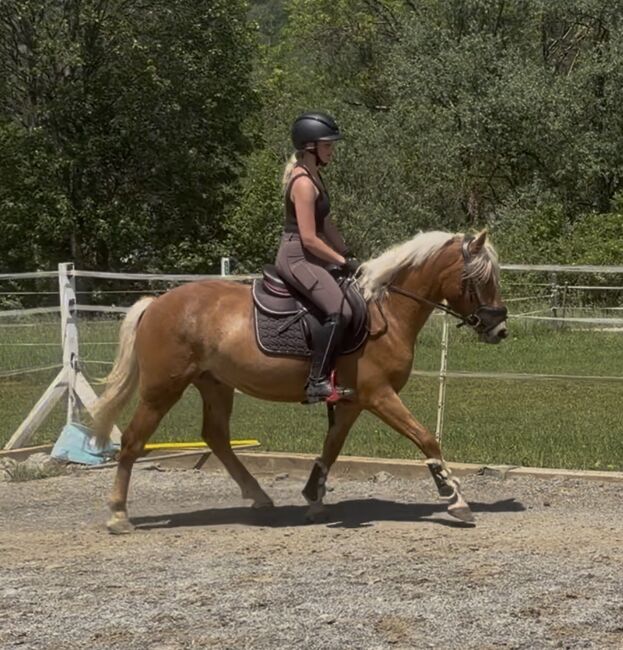 Toller Haflinger Wallach, Anna Bischof, Horses For Sale, Sankt Peter am Kammersberg