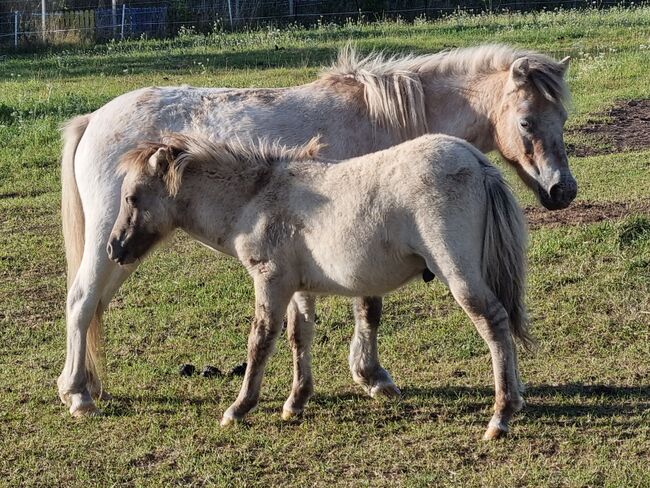 Tolle Hengstfohlen Shetlandpony in Sonderfarben, Nadine  (Shettyzucht Frechdachs ), Horses For Sale, Heringen, Image 2
