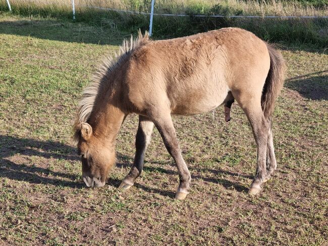 Tolle Hengstfohlen Shetlandpony in Sonderfarben, Nadine  (Shettyzucht Frechdachs ), Horses For Sale, Heringen, Image 3