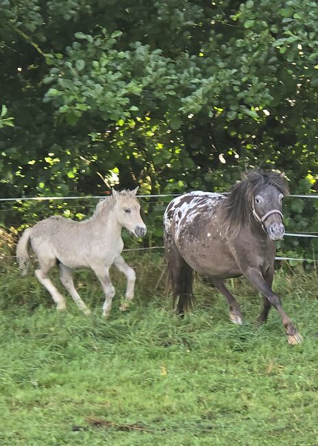 Tolle Hengstfohlen Shetlandpony in Sonderfarben, Nadine  (Shettyzucht Frechdachs ), Horses For Sale, Heringen, Image 9