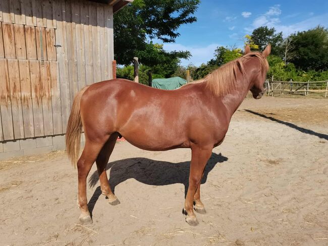 Toller  junger  Hengst, Frei Cornelia , Horses For Sale, Iregszemcse , Image 3