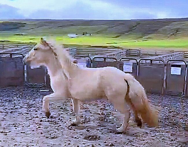 Tolle Jungstute in schicker Farbe mit viel Tölt, Islandpferde-aus-Island, Horses For Sale, Südisland