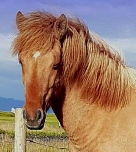 Grosse Farbwechslerin mit viel Tölt, Islandpferde-aus-Island, Horses For Sale, Ihlienworth