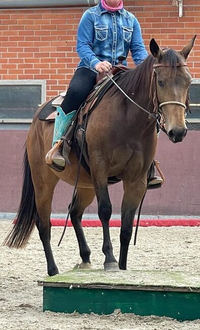 tolle, bildhübsche Quarter Horse Stute, Kerstin Rehbehn (Pferdemarketing Ost), Horses For Sale, Nienburg, Image 7