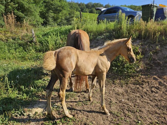 Toller Nachwuchs von Quarter Horse Hengst Hollys Electricspark, Kerstin Rehbehn (Pferdemarketing Ost), Horses For Sale, Nienburg